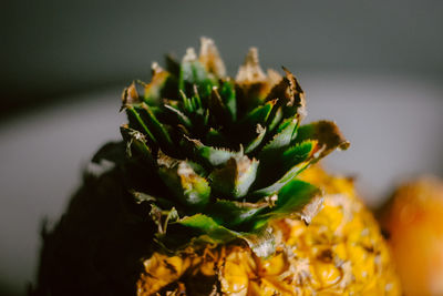 Close-up of pineapple