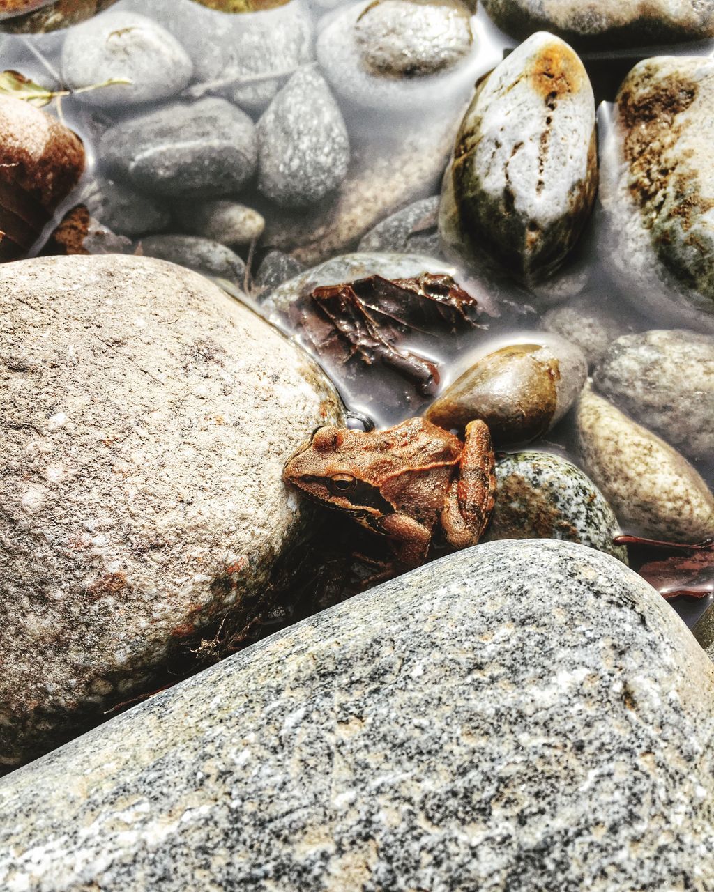 HIGH ANGLE VIEW OF CRAB AT BEACH