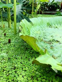 Close-up of turtle in water