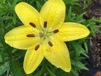 Close-up of water drops on flower