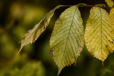 Close-up of green leaves