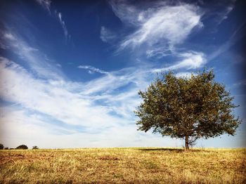 Tree on field against sky