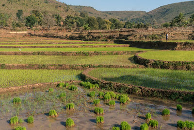 Scenic view of agricultural field