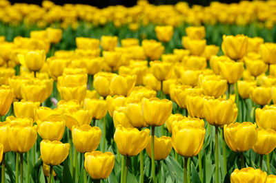 Close-up of yellow tulips in field