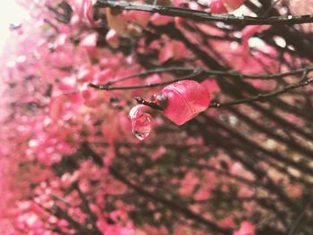 Close-up of cherry blossoms in spring