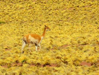 Side view of a horse on field