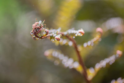 Assassin bug on a fern fiddlehead