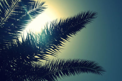 Low angle view of silhouette palm tree against sky