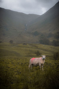 Horse in a field