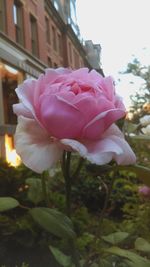 Close-up of flowers blooming outdoors