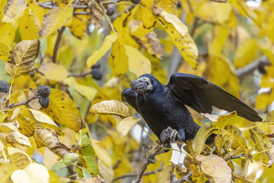 A raven crow sits in a walnut tree and steals nuts