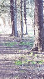 Trees in forest