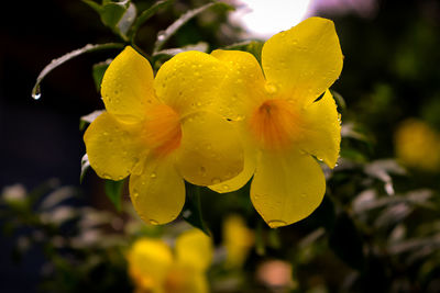Close-up of wet yellow flower