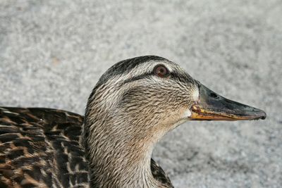 Close-up side view of a bird