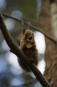 Close-up of squirrel on branch