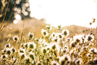 Close-up of flowering plants on field