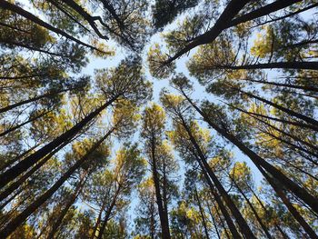 Low angle view of bamboo trees