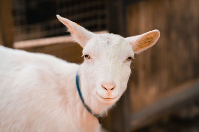 Close-up of goat