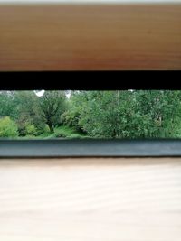 Close-up of tree seen through window