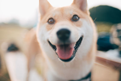 Close-up portrait of dog