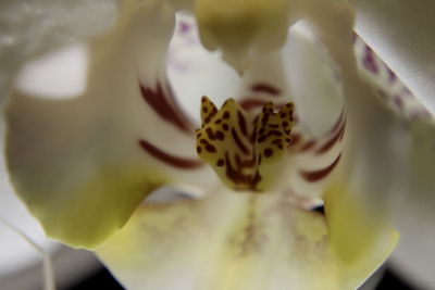 Close-up of white flower