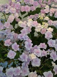 Close-up of pink flowers