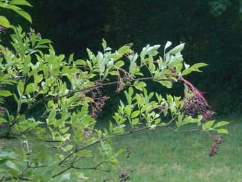 plant