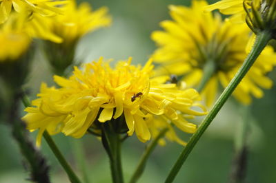 Close-up of insect on yellow flower