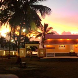 Palm trees at night