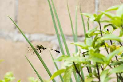 Close-up of insect on plant