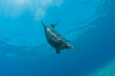 Fish swimming in sea