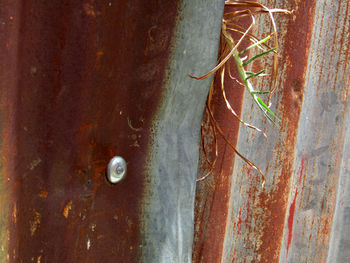 Close-up of rusty horse