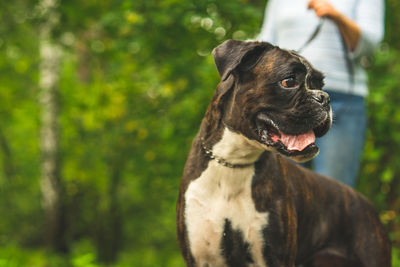 Boxer dog for a walk with the owner.