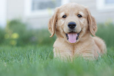 Portrait of dog on field