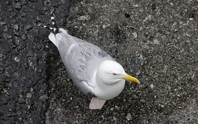 High angle view of seagull