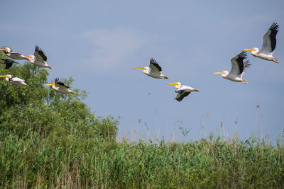 Birds flying in the sky