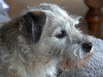 Close-up of dog at home