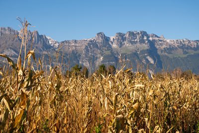 Schaan, liechtenstein, october 14, 2021 corn field with the mountains in the background