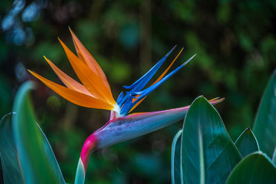 Close-up of flowering plant