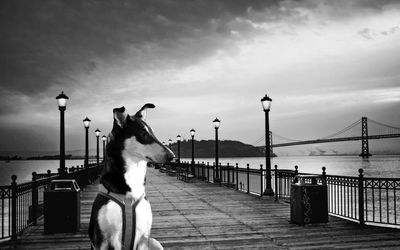 Dog standing on street by sea against sky