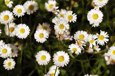 Close-up of white daisy flowers