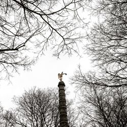 Low angle view of silhouette birds perching on bare tree against sky