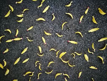 High angle view of leaves on street