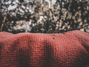 Close-up of red trees during winter