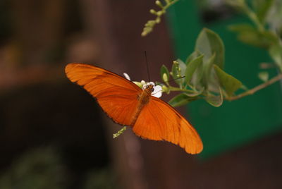 Close-up of butterfly pollinating on orange flower