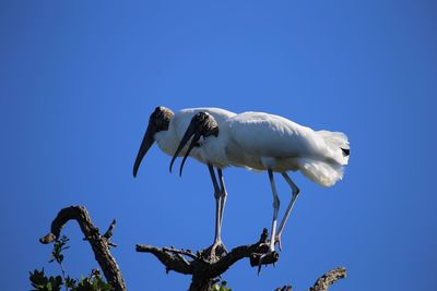 Low angle view of ibis birds perching on treetop against clear blue sky