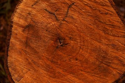 Close-up of tree trunk