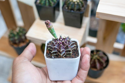 Close-up of hand holding ice cream on potted plant