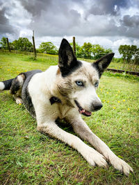 Dog looking away on field