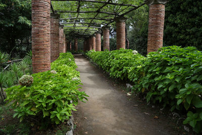 Footpath amidst plants